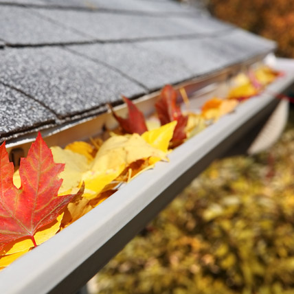 ゴミなどが入っている